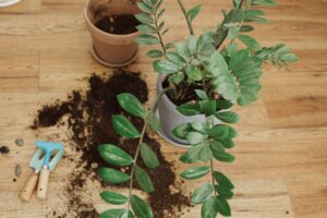 Repotting plants at home. Zamioculcas plant on floor with soil, ground, pot, gardening tools